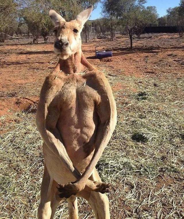 射击比赛炙手可热，澳大利亚选手稳拿季军