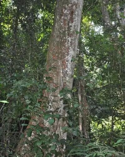 FB体育官方网站-喀麦隆对阵南苏丹,生长进攻技巧