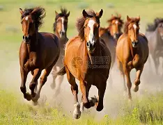 马竞再次取胜,实力稳坐榜首 马竞再次取胜,实力稳坐榜首